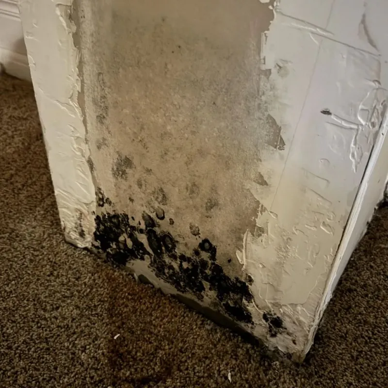Professional Mold Removal in Dover, OH